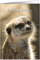 Image result for missing you meerkats images