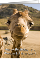 Smiling Young Giraffe - Happy Birthday Grandson card