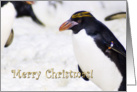 merry Christmas, Rockhopper Penguin - humor card