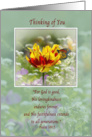 Thinking of You, Tulip and Butterfly card