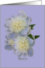 Thank You, French, Merci, White Peony Flowers card