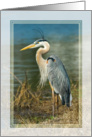 Great Blue Heron Blank Card