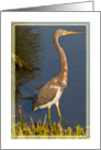 Tri-Colored Heron Blank Card