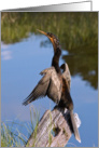 Anhinga Bird Blank Card