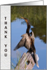 Thank You, Anhinga Bird card