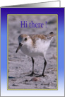 Thinking of You, Plover Shore Bird card