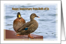 Anniversary, From Both of Us, Mallard Ducks card