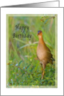 Birthday, Gallinule Bird card