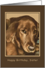 Birthday, Sister, Golden Irish Dog card