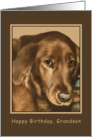 Birthday, Grandson, Golden Irish Dog card