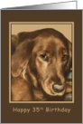 Birthday, 35th, Golden Irish Dog card