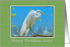 Birthday, Sister, Great Egret Bird card