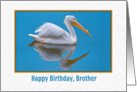 Birthday, Brother, White Pelican Bird card