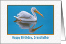 Birthday, Grandfather, White Pelican card