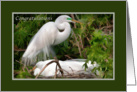 Congratulations on Expecting Baby, NestingGreat Egret Birds card