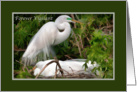 Father’s Day, Nesting Great Egret Birds card