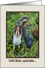 Birthday, Little Sister, Two Tricolored Heron Chicks, Humor card