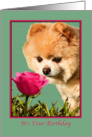 Birthday, Pomeranian Dog and Rose card