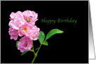 Birthday, Pink Garden Roses on Black card