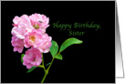 Birthday, Sister, Pink Garden Roses on Black card
