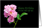 Birthday, From All of Us, Pink Garden Roses on Black card