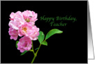Birthday, Teacher, Pink Garden Roses on Black card