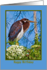 Birthday, Tricolored Heron in Flowering Tree card