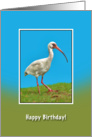 Birthday, White Ibis Bird card