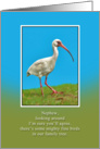 Birthday, Nephew, White Ibis Bird card