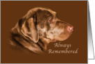Sympathy, Pet, Labrador Retriever Dog card