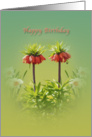 Birthday, Rubra Tulips, Private Gallery card