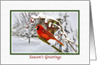 Christmas, Season’s Greetings, Cardinal Bird, Snow, Red Berries card