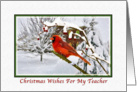 Christmas Wishes, Teacher, Cardinal Bird, Snow card