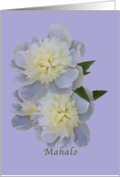 Thank You, Hawaiian, Mahalo, White Peony Flowers card