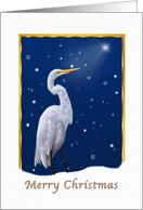 Christmas, Great Egret Bird, Religious card