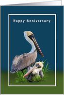 Anniversary, For Couple, Two Brown Pelicans card