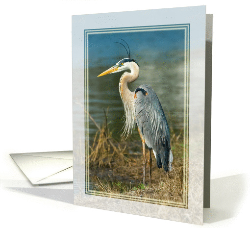 Great Blue Heron Blank card (106066)