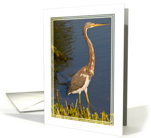 Tri-Colored Heron Blank card (108528)