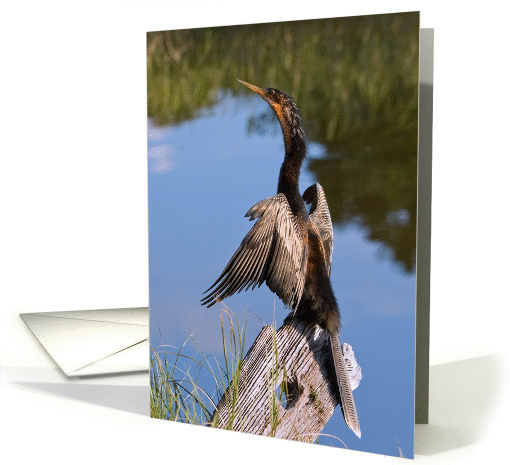 Anhinga Bird Blank card (108586)