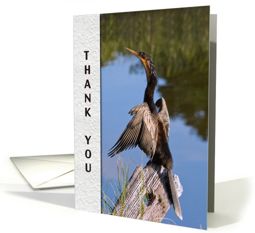 Thank You, Anhinga Bird card (112123)