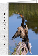 Thank You, Anhinga Bird card