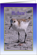 Thinking of You, Plover Shore Bird card