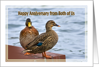 Anniversary, From Both of Us, Mallard Ducks card