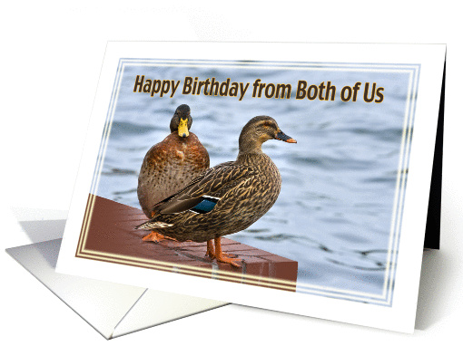 Birthday, From Both of Us, Mallard Ducks card (114074)