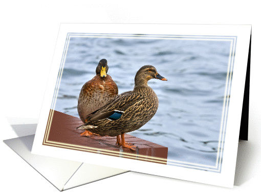 Brown Ducks Blank card (114076)