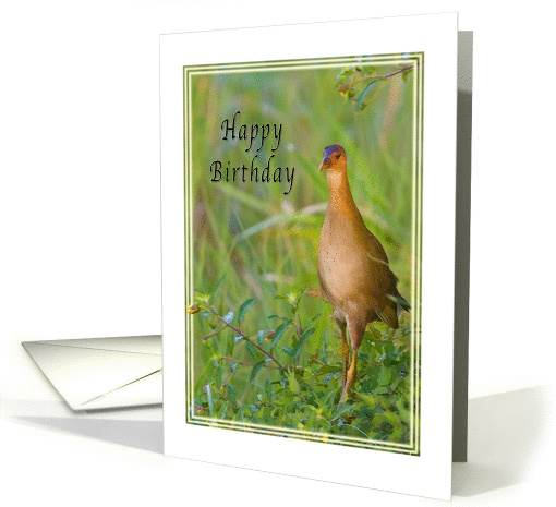 Birthday, Gallinule Bird card (114812)