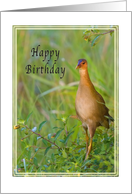 Birthday, Gallinule Bird card