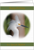 Nephew Birthday Card with Snowy Egret card