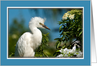 Snowy Egret With Flowers Blank Card