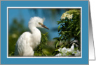 Snowy Egret With Flowers Blank Card